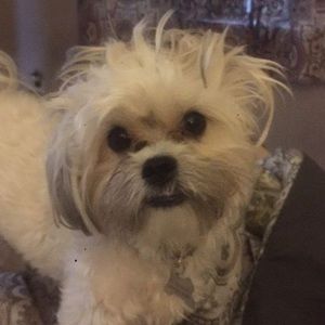 Meet your Posher, Budy